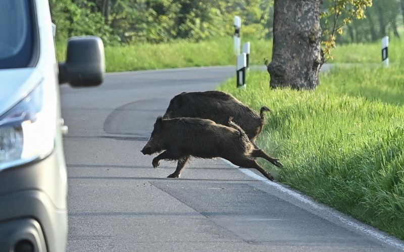 divja svinja.jpg
