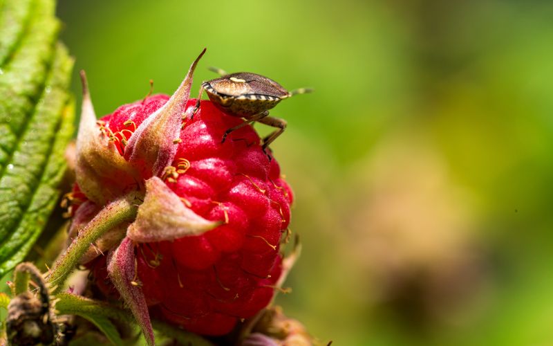Marmorirana smrdljivka na malini