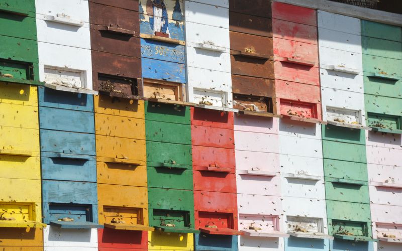 čebele, med, nuskova