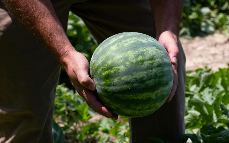 pexels-nc-farm-bureau-mark-2257345.jpg
