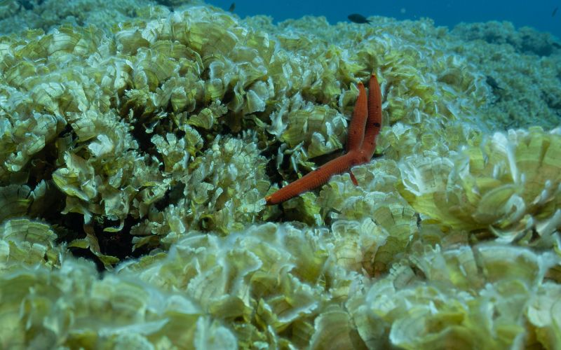 rjava alga3.jpg