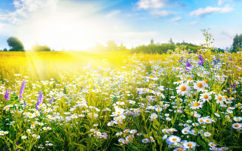 meadowscaping, trajnostni-vrt, preobrazba-vrta, okolje