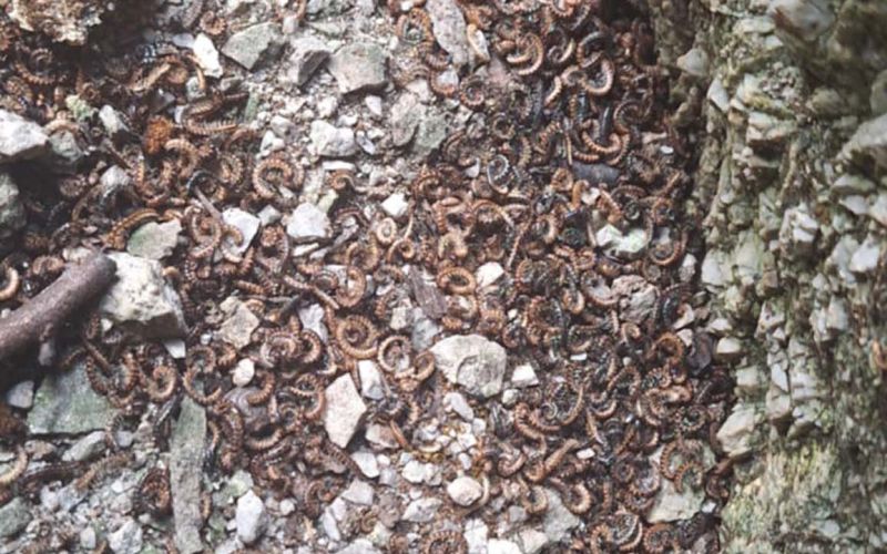 kačice osebni arhiv.jpg