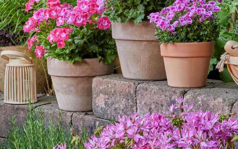 2025_Geraniums_3000_Serene_Garden_Getaway_10.jpg