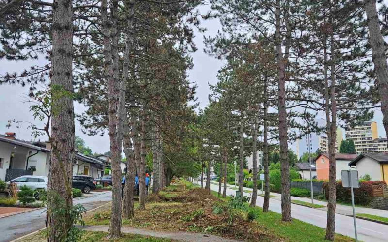 Goriška drevesa.jpg