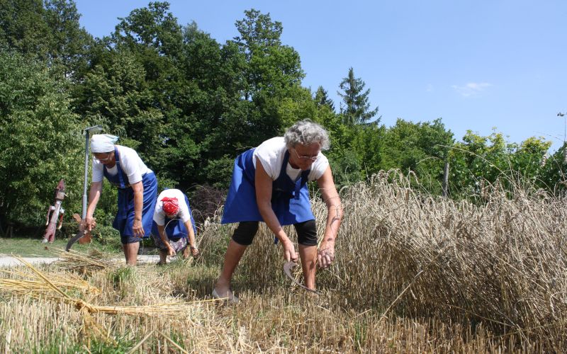 zetev-psenice-po-starem, zetev-na-trscini-2025