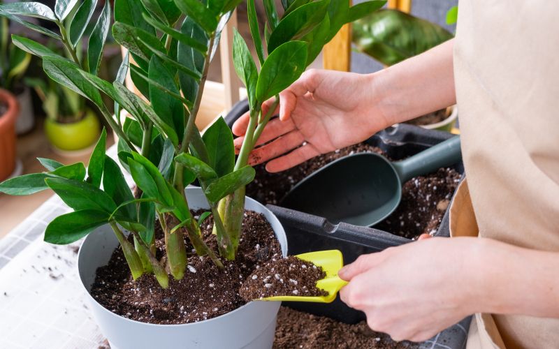 Zamija (Zamioculcas zamiifolia).jpg