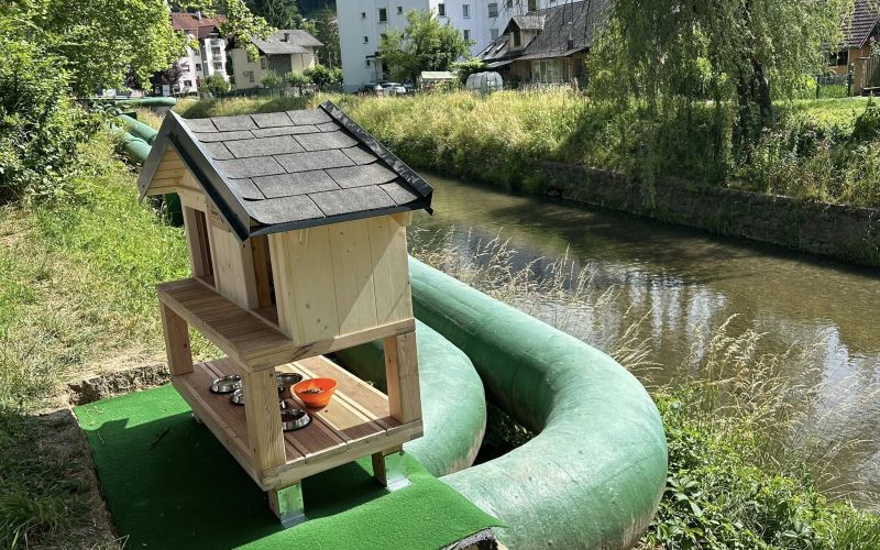 zavetišče za muce šoštanj.jpg