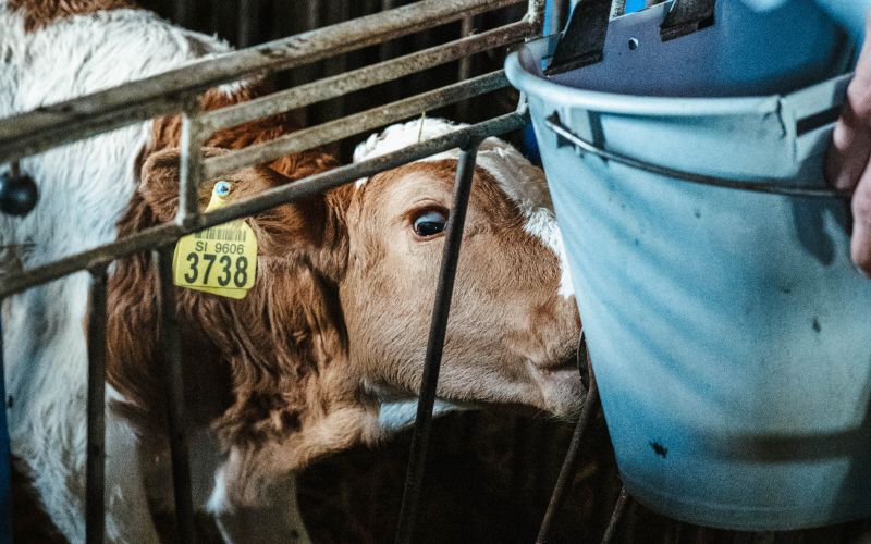 kmetija-vamberger, bolehnečici