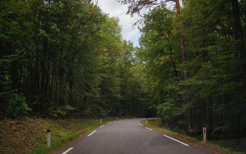 simbolična, cesta, promet, asfalt, talne-označbe, gozd, drevesa, vožnja