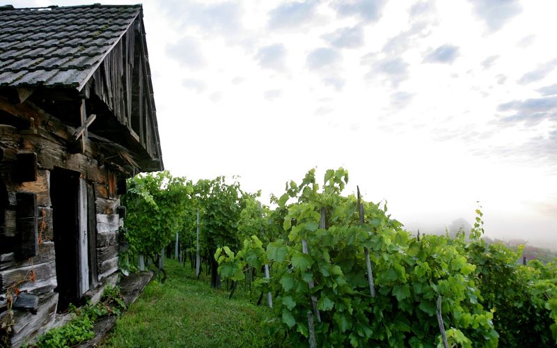 mh-naslovka-če bo treba.jpg