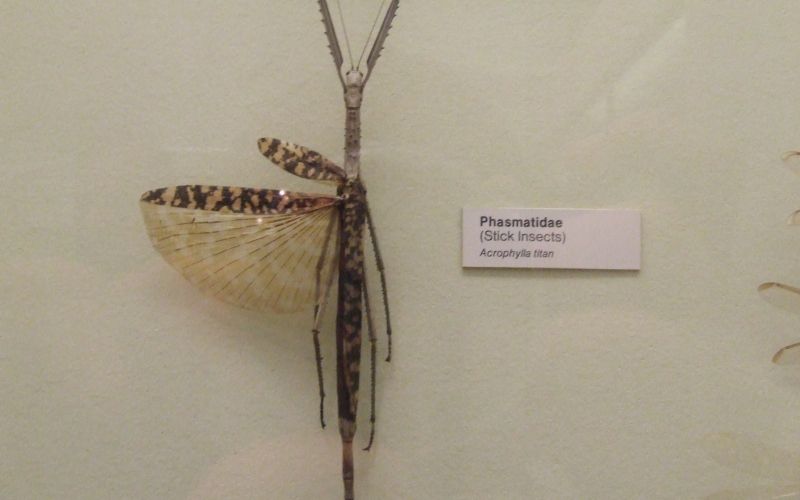 Acrophylla_titan_pinned.jpg