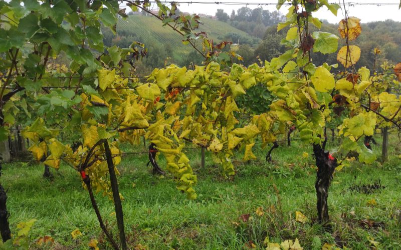 zlata-trsna-rumenica