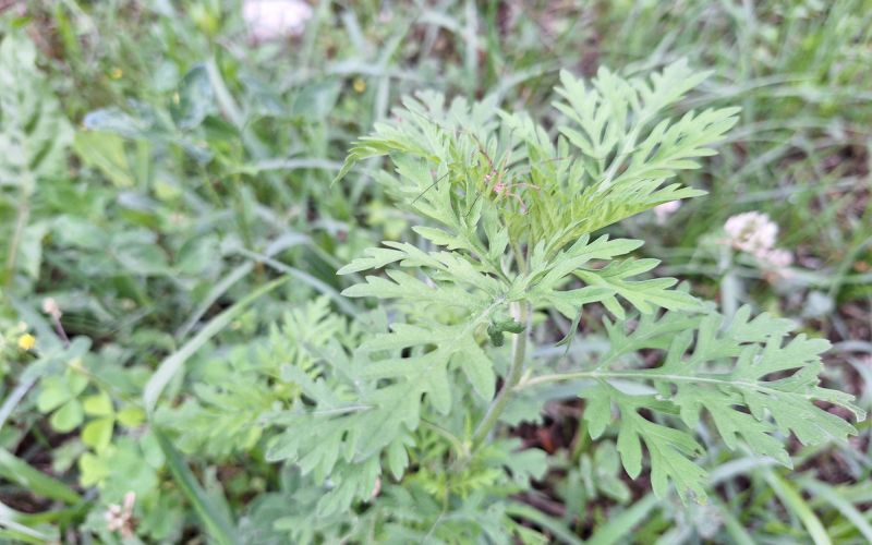 pelinolistna-ambrozija