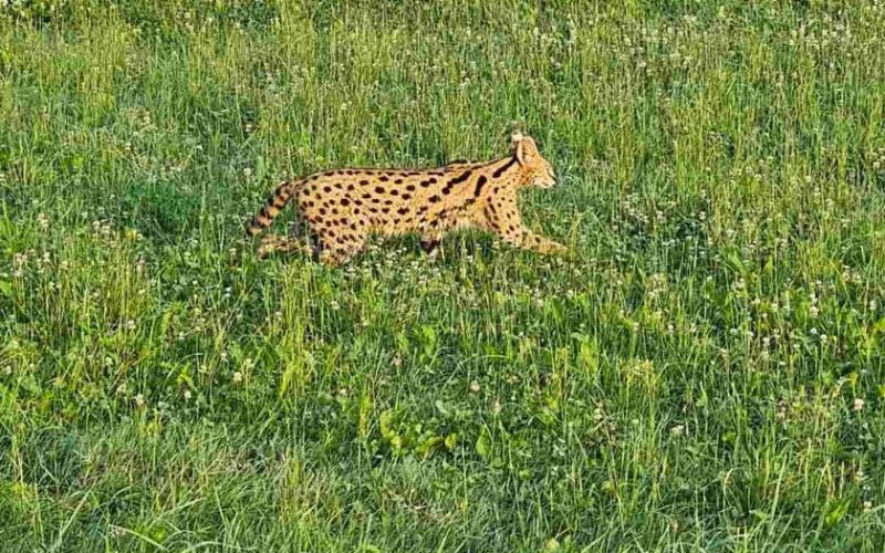 afriška divja mačka