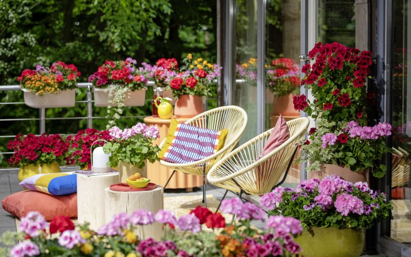 2025_Geraniums_5000_Joyful_Outdoor_Living_06 (1).jpg