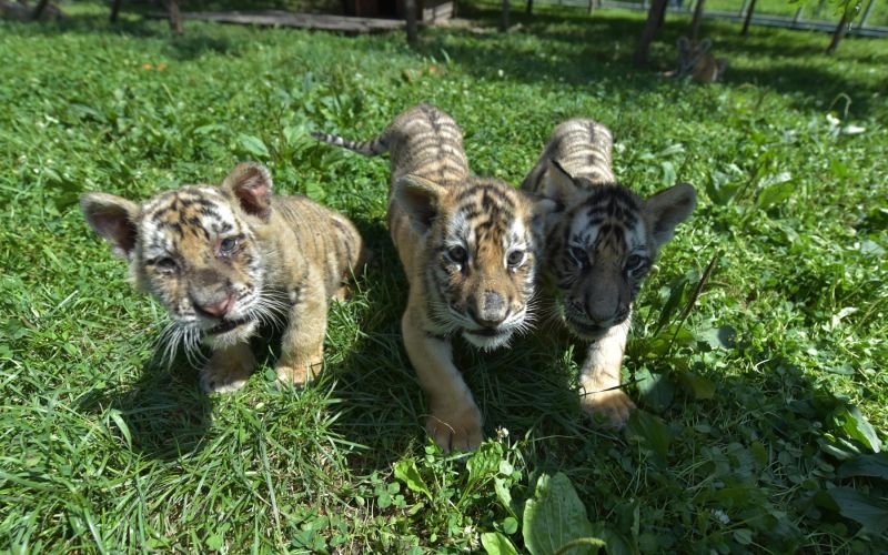 sibirski tiger