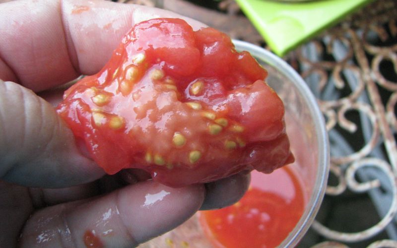 fermentacija paradižnikovih semen