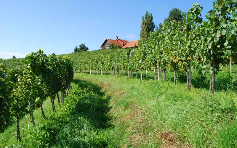jeruzalem, trgatev, grozdje