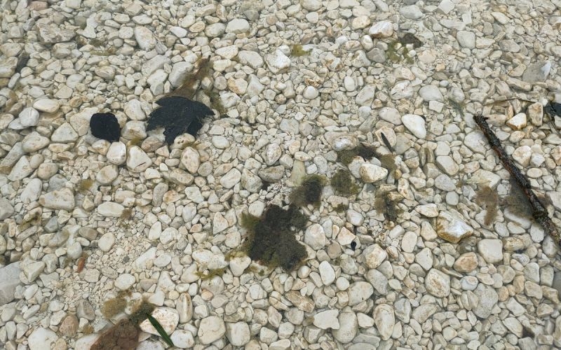 bohinjsko-jezero, cianobakterije