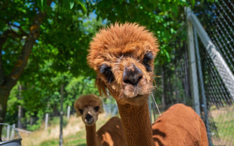 wild-park-panorama-resort