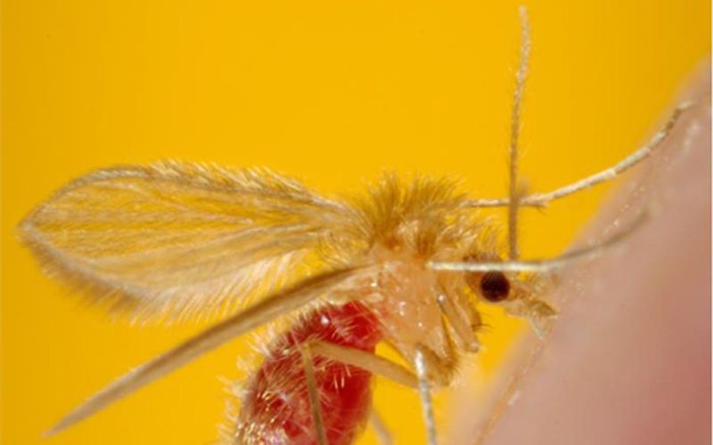 Samica peščene muhe vrste Phlebotomus papatasi