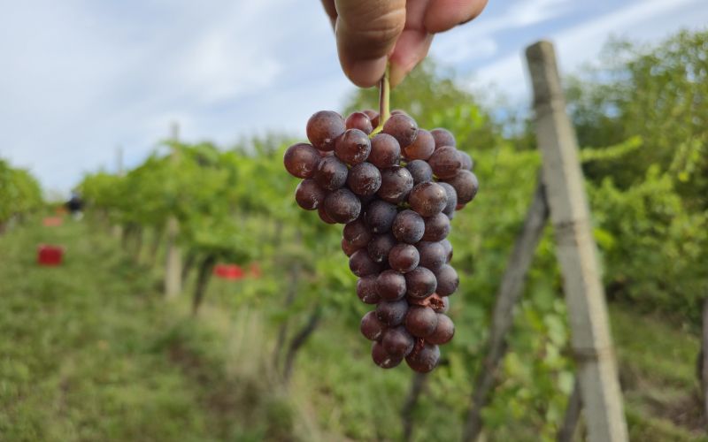 simbolična, bratva, grozdje, vinogradništvo, preša, grozd, trta, bolezen-trte
