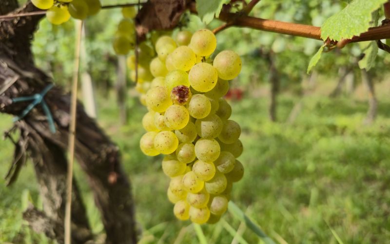 simbolična, bratva, grozdje, vinogradništvo, preša, grozd, trta, bolezen-trte