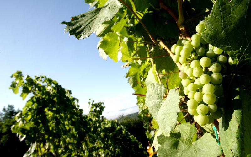 vinograd, trta