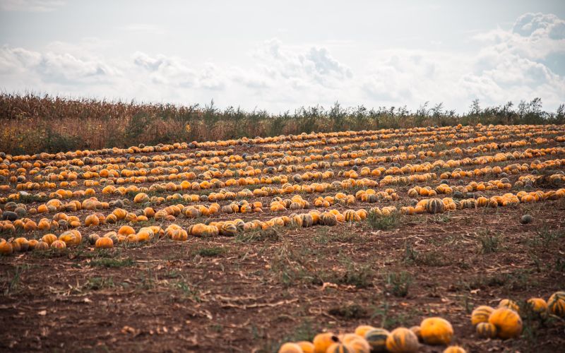 simbolična, tikve, buče, buča, kmetijstvo, polje, njiva