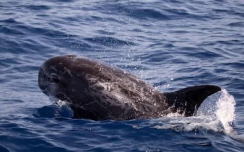 delfin