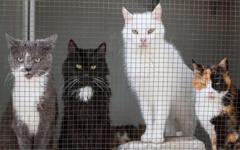 mačke zavetišče.jpg