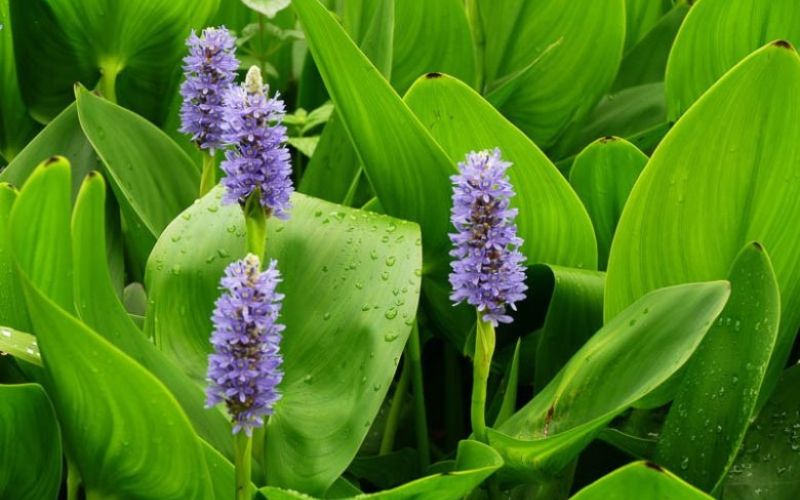 dl_36_pontederia_cordata.jpg