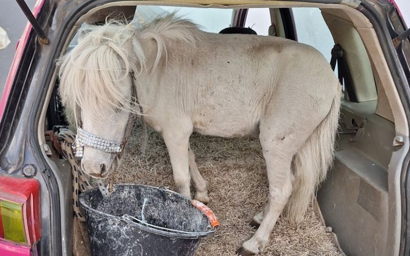 Pony1.jpg.jpg