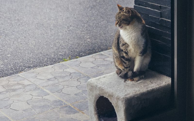 simbolična, mačka, maček, muca, potepuška, žival