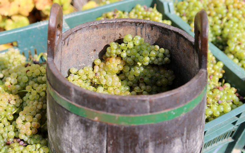 vino, kmetijska-zadruga-smarje, klet-emino, letina, grozdje