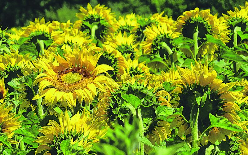 sončnice sunflowers-3512656_1280.jpg