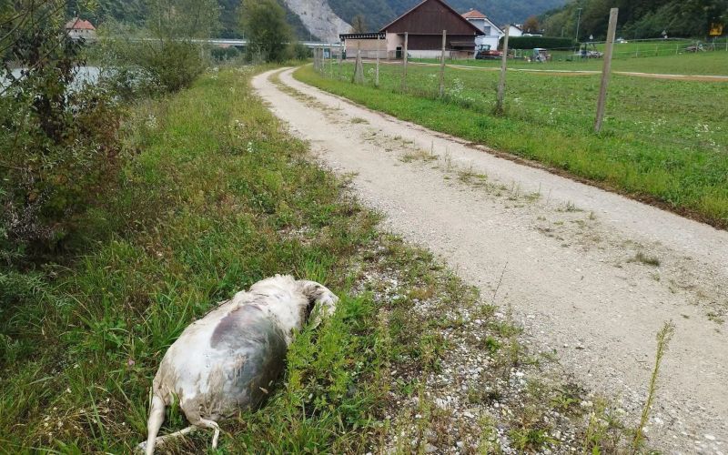 pge-krsko, kadaver