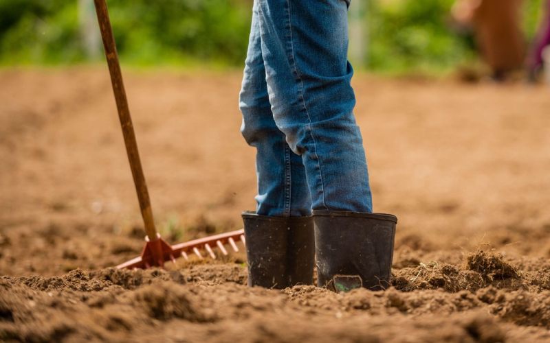 delo, njiva, polje.jpg