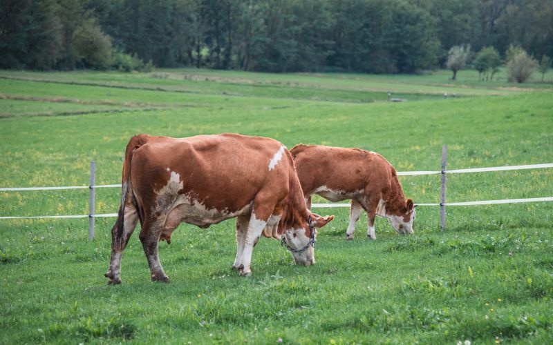 simbolična, krava, krave, govedo, kmetijstvo, živali, goveda, bik