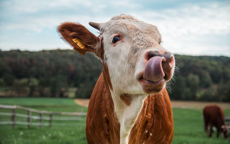 simbolična, krava, krave, govedo, kmetijstvo, živali, goveda, bik