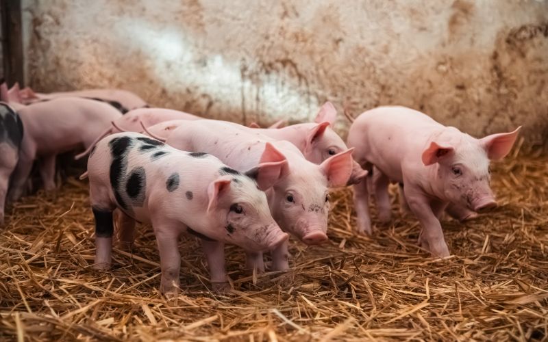 simbolična, pujs, prašič, svinja, svinjak, hlev, živali, kmetijstvo, prašički, prašičereja