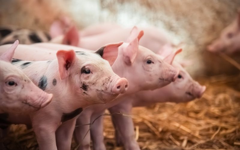 simbolična, pujs, prašič, svinja, svinjak, hlev, živali, kmetijstvo, prašički, prašičereja