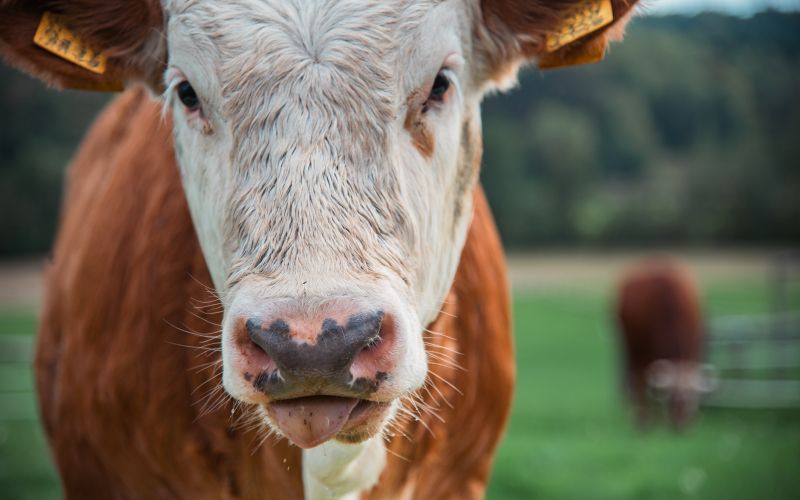 simbolična, krava, krave, govedo, kmetijstvo, živali, goveda, bik