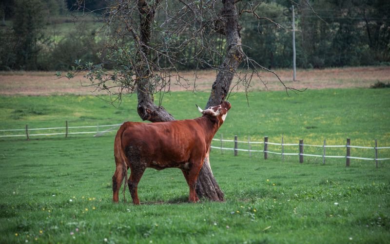 simbolična, krava, krave, govedo, kmetijstvo, živali, goveda, bik