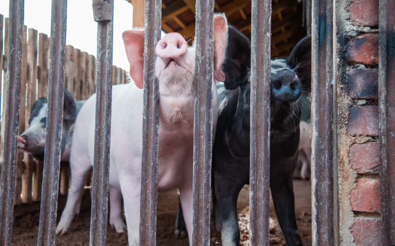 simbolična, pujs, prašič, svinja, svinjak, hlev, živali, kmetijstvo, prašički, prašičereja