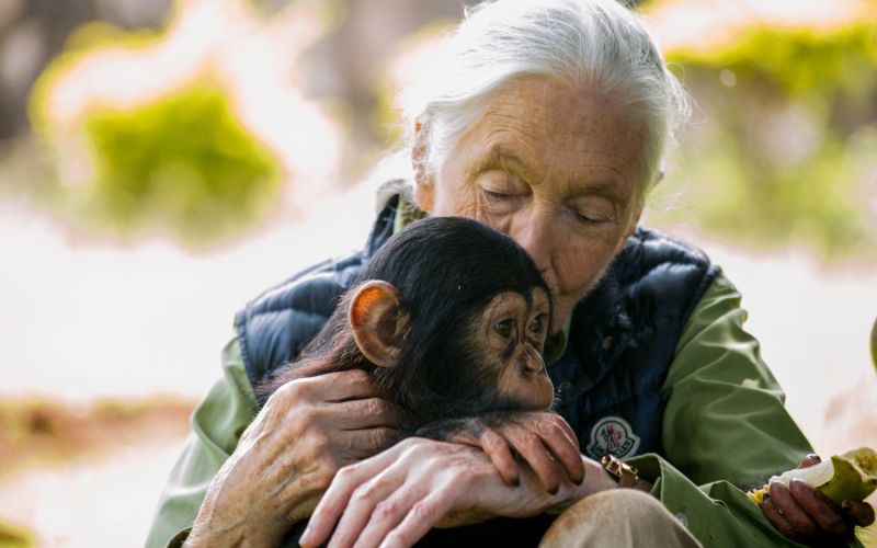 jane-goodall