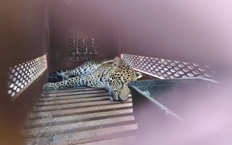 leopard.jpeg