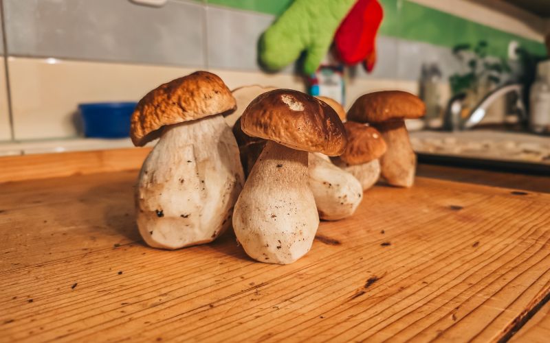 simbolična, gobe, goba, jurček, jurčki, grbanj