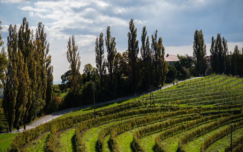 jeruzalem, vinogradi, narava, razgled, jesen